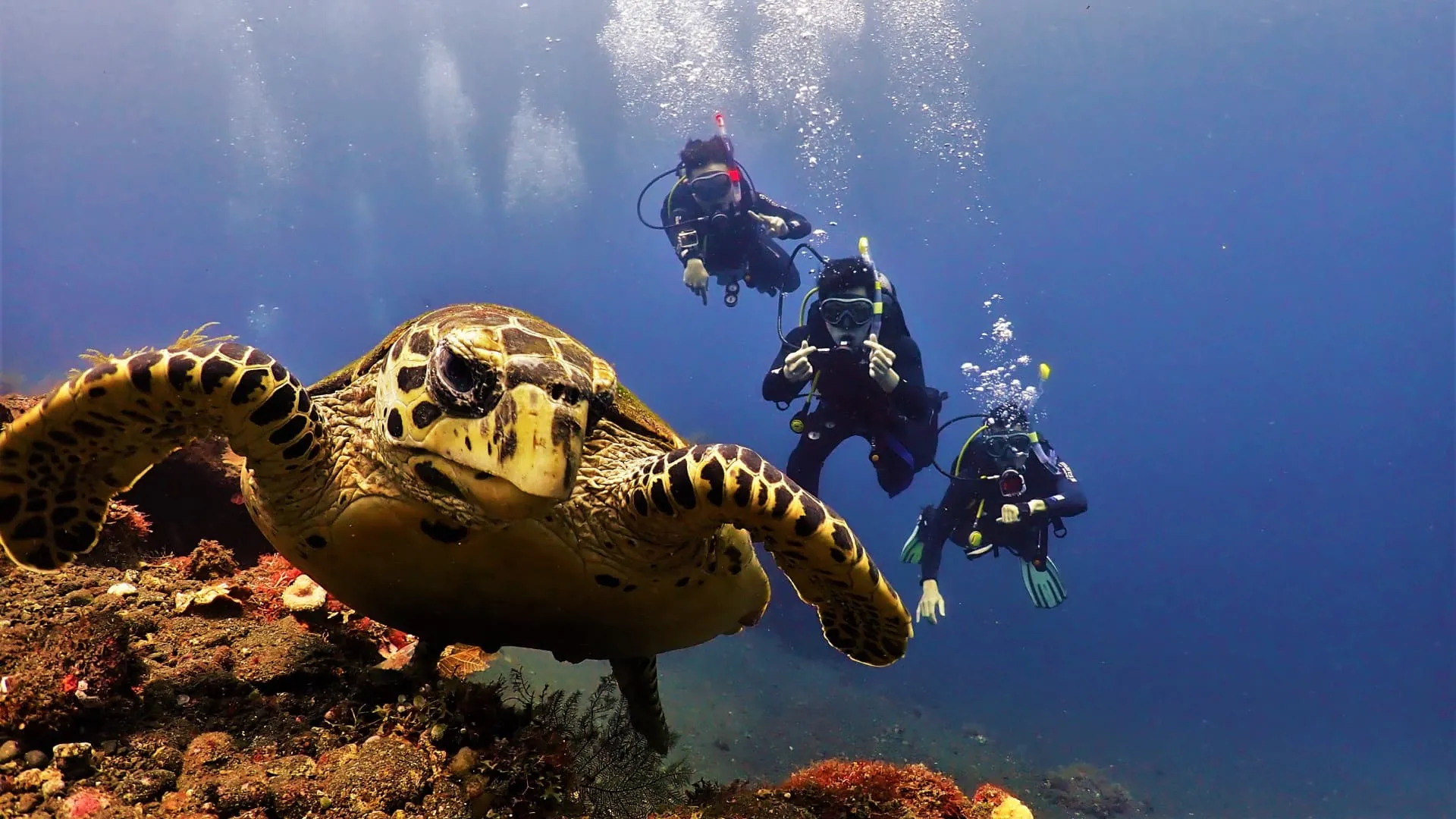 Certified Local Guides Leading Scuba Diving Trip in Bali